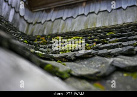 Non exclusive : STARA SKVARIAVA, UKRAINE - 24 OCTOBRE 2023 - la mousse pousse sur les tuiles en bois du toit de l'église de Saint Michel l'Archange, Banque D'Images