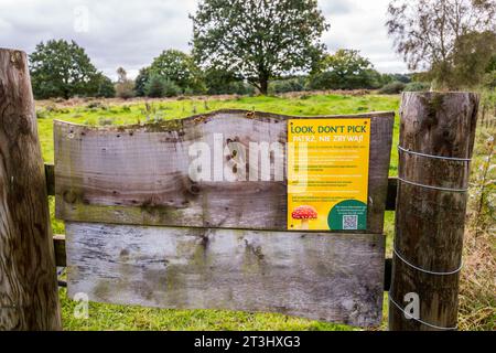 Regardez, dont Pick, signez en anglais et en polonais, c'est une offense de cueillir des champignons sur ce site à Budby Common, Nottinghamshire, Angleterre. Banque D'Images