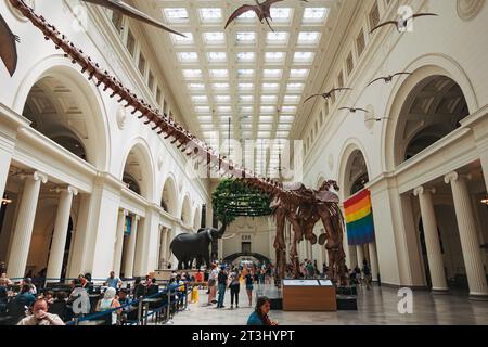 Máximo le squelette du Titanosaure exposé au Stanley Hall du Field Museum, Chicago, États-Unis Banque D'Images