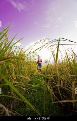 Le champ de riz jaunâtre à la ferme avec la femme dans une robe violette debout tout en visitant la ferme de rizières dans l'après-midi Banque D'Images