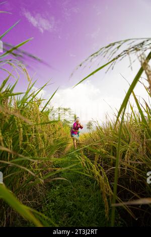 Le champ de riz jaunâtre à la ferme avec la femme dans une robe violette debout tout en visitant la ferme de rizières dans l'après-midi Banque D'Images