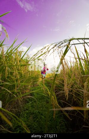 Le champ de riz jaunâtre à la ferme avec la femme dans une robe violette debout tout en visitant la ferme de rizières dans l'après-midi Banque D'Images