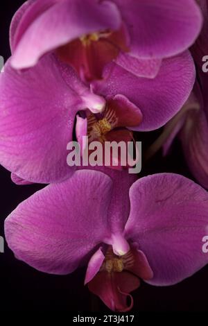 Orchidée Phalaenopsis en fleur vue de près Banque D'Images