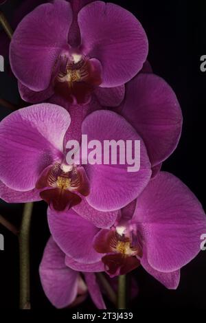 Orchidée Phalaenopsis en fleur vue de près Banque D'Images