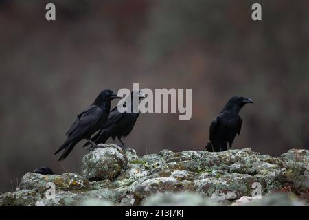 Corbeau commun dans les montagnes des Rhodopes. Troupeau de corbeau sur le rocher. Ornithologie dans les montagnes bulgares. Oiseaux noirs en europe nature. Banque D'Images