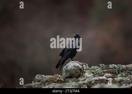 Corbeau commun dans les montagnes des Rhodopes. Troupeau de corbeau sur le rocher. Ornithologie dans les montagnes bulgares. Oiseaux noirs en europe nature. Banque D'Images