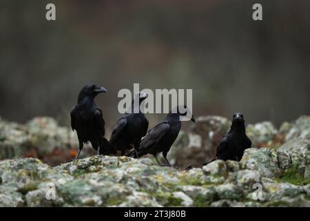 Corbeau commun dans les montagnes des Rhodopes. Troupeau de corbeau sur le rocher. Ornithologie dans les montagnes bulgares. Oiseaux noirs en europe nature. Banque D'Images