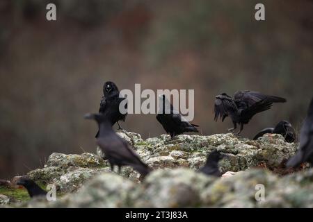 Corbeau commun dans les montagnes des Rhodopes. Troupeau de corbeau sur le rocher. Ornithologie dans les montagnes bulgares. Oiseaux noirs en europe nature. Banque D'Images