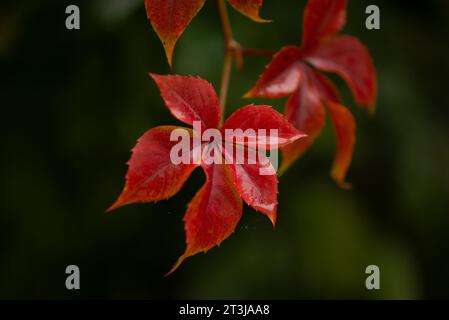 Feuilles écarlate brillantes de virginia Creeper sur fond vert de feuillage. Photo de mise au point sélective d'arrière-plan de nature d'automne. Banque D'Images