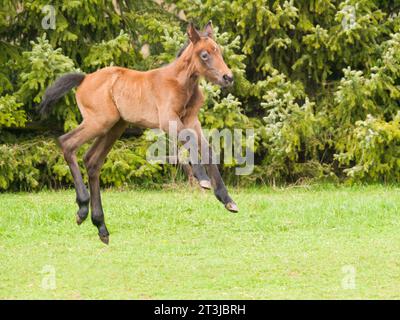 Portrair de mignon poulain vieux d'un jour sur la prairie verte dans la journée ensoleillée de printemps Banque D'Images