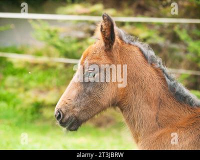 Portrair de mignon poulain vieux d'un jour sur la prairie verte dans la journée ensoleillée de printemps Banque D'Images