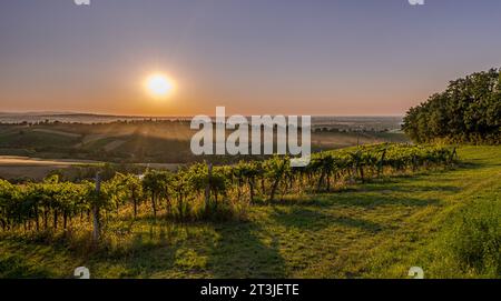 Soleil de fin d'été sur les vignobles du sud-ouest de Bologne : zone protégée d'indication géographique de vin typique nommé 'Pignoletto'. Banque D'Images