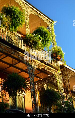 De grandes plantes et des fougères pendent des balustrades en fer forgé des bâtiments historiques du quartier français de la Nouvelle-Orléans Banque D'Images