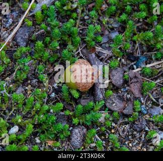 acorn sur le sol de la forêt entouré de plantes vertes succulentes Banque D'Images