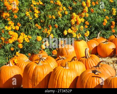 Citrouilles exposées à la base des fleurs Banque D'Images