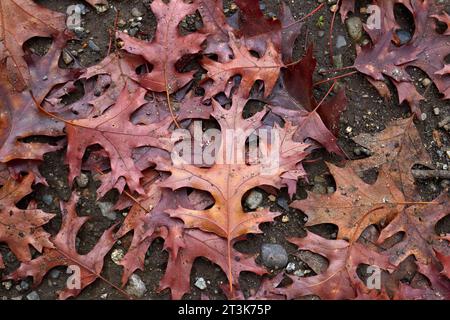 Un tas de feuilles d'automne sur le sol. Banque D'Images