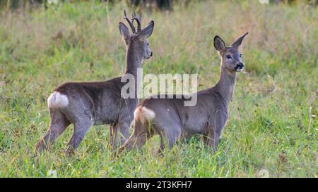 Un couple de chevreuils d'europe Capreolus capreolus à queue blanche vient de remarquer un photographe sur un champ. Automne dans la nature de la république tchèque. Banque D'Images