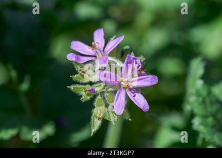 Fleurs de bec de cigogne musquée, Erodium moschatum. C'est une plante annuelle de la famille des Geraniaceae. Photo prise dans la province de Ciudad Real, Espagne Banque D'Images