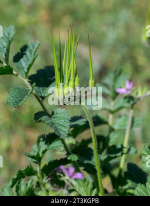 Fruits du bec de cigogne musquée, Erodium moschatum. C'est une plante annuelle de la famille des Geraniaceae. Photo prise dans la province de Ciudad Real, Espagne Banque D'Images