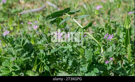 Fleurs de bec de cigogne musquée, Erodium moschatum. C'est une plante annuelle de la famille des Geraniaceae. Photo prise dans la province de Ciudad Real, Espagne Banque D'Images