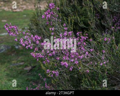 Santé espagnole, Erica australis. C'est une espèce de plante à fleurs de la famille des Ericaceae, originaire de l'ouest de la péninsule ibérique (Portugal et Ouest Banque D'Images