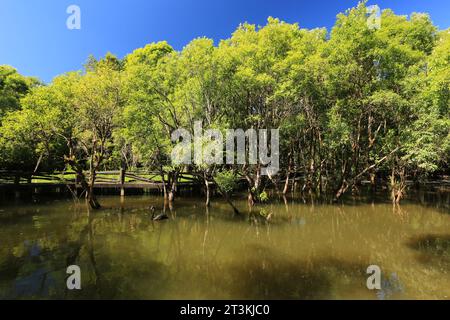 L'intégrité de la forêt et la nature du réservoir de Huai Pang tong à Pang Oung, projet de développement royal de Pang Tong Mae Hong son, Thaïlande Banque D'Images