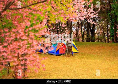 Arbre rose de fleurs sauvages de cerisier de l'Himalaya ou de paysage d'arbre de fleur thaï sakura colline de montagne en hiver à Phu LOM Lo Loei et Phitsanulok de Thaïlande Banque D'Images