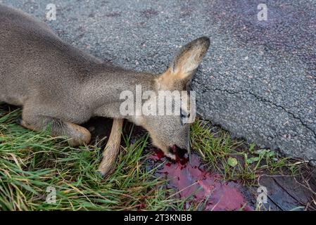 Carcasse d'un cerf se trouve sur une route de campagne, accident sauvage Banque D'Images
