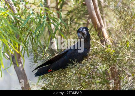 Black Cockatoo perché sur un arbre Banque D'Images