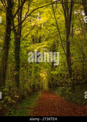 L'automne arrive profondément à l'intérieur de la forêt de Friston sur le sud-est Sussex sud-est de l'Angleterre Royaume-Uni Banque D'Images