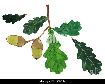 Illustration isolée de gland dessinée à la main Banque D'Images