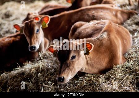 Brême, Allemagne. 14 septembre 2023. Plusieurs veaux sont couchés dans une grange sur une ferme gérée de manière biologique dans le district d'Oberneuland en Allemagne. Crédit : Hauke-Christian Dittrich/dpa/Alamy Live News Banque D'Images