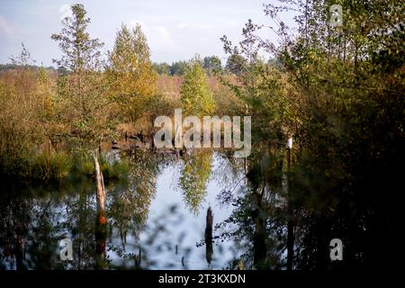 Freistatt, Allemagne. 23 octobre 2023. Des arbres aux feuilles colorées en automne se dressent dans le Diepholzer Moorniederung près du village de Heimstatt dans le district de Diepholz. Crédit : Hauke-Christian Dittrich/dpa/Alamy Live News Banque D'Images