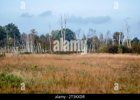 Freistatt, Allemagne. 23 octobre 2023. De nombreux bouleaux se dressent dans le Diepholzer Moorniederung près du village de Heimstatt dans le district de Diepholz. Crédit : Hauke-Christian Dittrich/dpa/Alamy Live News Banque D'Images