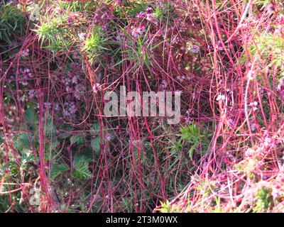 Le grand dodder ou dodder européen Cuscuta epithymum a plante parasite fleurit en juillet sur la côte de Falmouth Cornwall Angleterre Banque D'Images