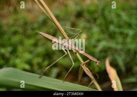 Statilia maculata, une espèce de sauterelle au corps long avec des ailes courtes, de couleur gris brunâtre perchée sur une tige de feuille. Banque D'Images