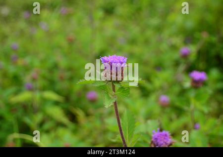 Centratherum punctatum fleurit dans le jardin, sa couleur violette ressemble à un bouton avec les pétales orientés vers le haut. Banque D'Images