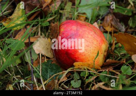 Une pomme sauvage mûre tombée sur le sol avec des feuilles d'automne jaunes Banque D'Images