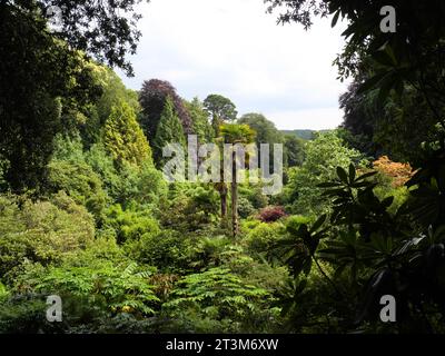 Fougères arboricoles, palmiers et autres plantes tropicales poussant dans un ravin à Trebah Garden, Cornouailles, Angleterre Banque D'Images