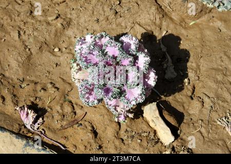 Chou ornamental violet (Brassica oleracea var. Sabellica) sur sol humide : (pix Sanjiv Shukla) Banque D'Images