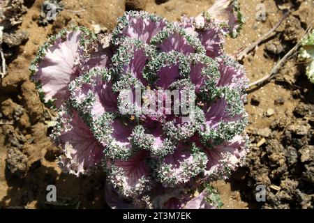 Chou ornamental violet (Brassica oleracea var. Sabellica) sur sol humide : (pix Sanjiv Shukla) Banque D'Images