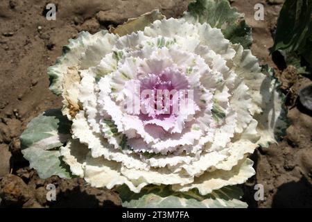 Chou ornamental violet (Brassica oleracea var. Sabellica) sur sol humide : (pix Sanjiv Shukla) Banque D'Images