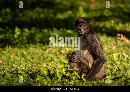 Le muriqui méridional (Brachyteles arachnoides) est une espèce de muriqui (singe araignée laineuse) endémique au Brésil. Banque D'Images