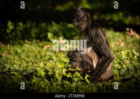 Le muriqui méridional (Brachyteles arachnoides) est une espèce de muriqui (singe araignée laineuse) endémique au Brésil. Banque D'Images