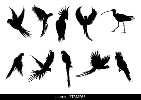 silhouettes d'oiseaux isolées dans une collection vectorielle, ressources graphiques. Illustration de Vecteur