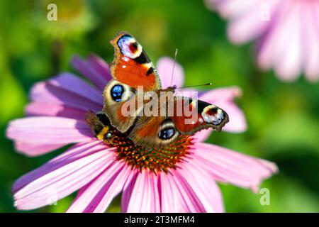 Papillon paon européen - latin Aglais io - se nourrissant d'une fleur en pleine fleur dans le parc de jardin en plein air pendant la saison estivale Banque D'Images