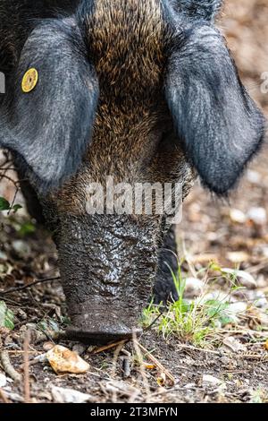 Porc fermier. Mangalitsa hongroise, ou Mangalitza, porc dans les bois mangeant des glands à la réserve naturelle Arne RSPB, Poole Harbour, Dorset, Royaume-Uni Banque D'Images