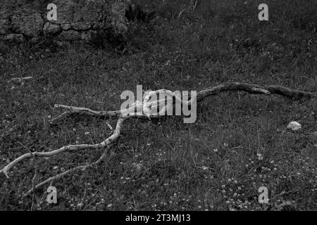 Longue branche d'arbre courbée et courbée, tombée d'un arbre et sur le sol en noir et blanc Banque D'Images