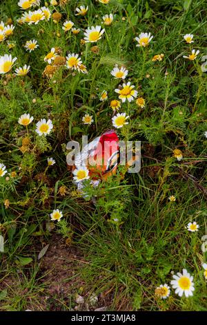 Sac à collation vide coloré jeté dans un champ de fleurs Layia platyglossa. Journée mondiale de l'environnement, écologique, concept de pollution Banque D'Images