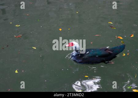 Canard de Barbarie domestique nageant dans le lac de Rodini Park, une attraction célèbre de parc de la ville sur l'île de Rhodes, en Grèce Banque D'Images